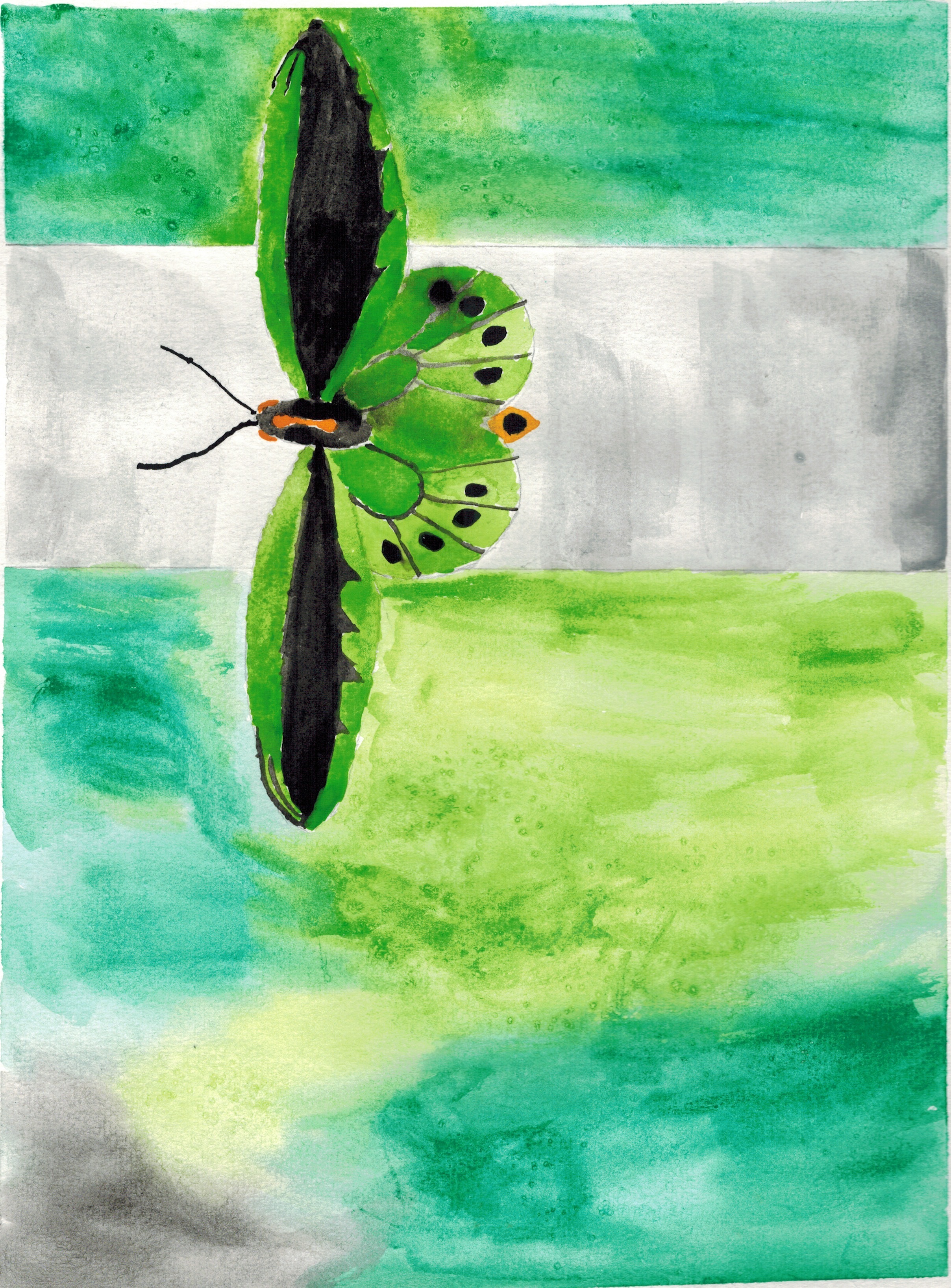 Butterfly